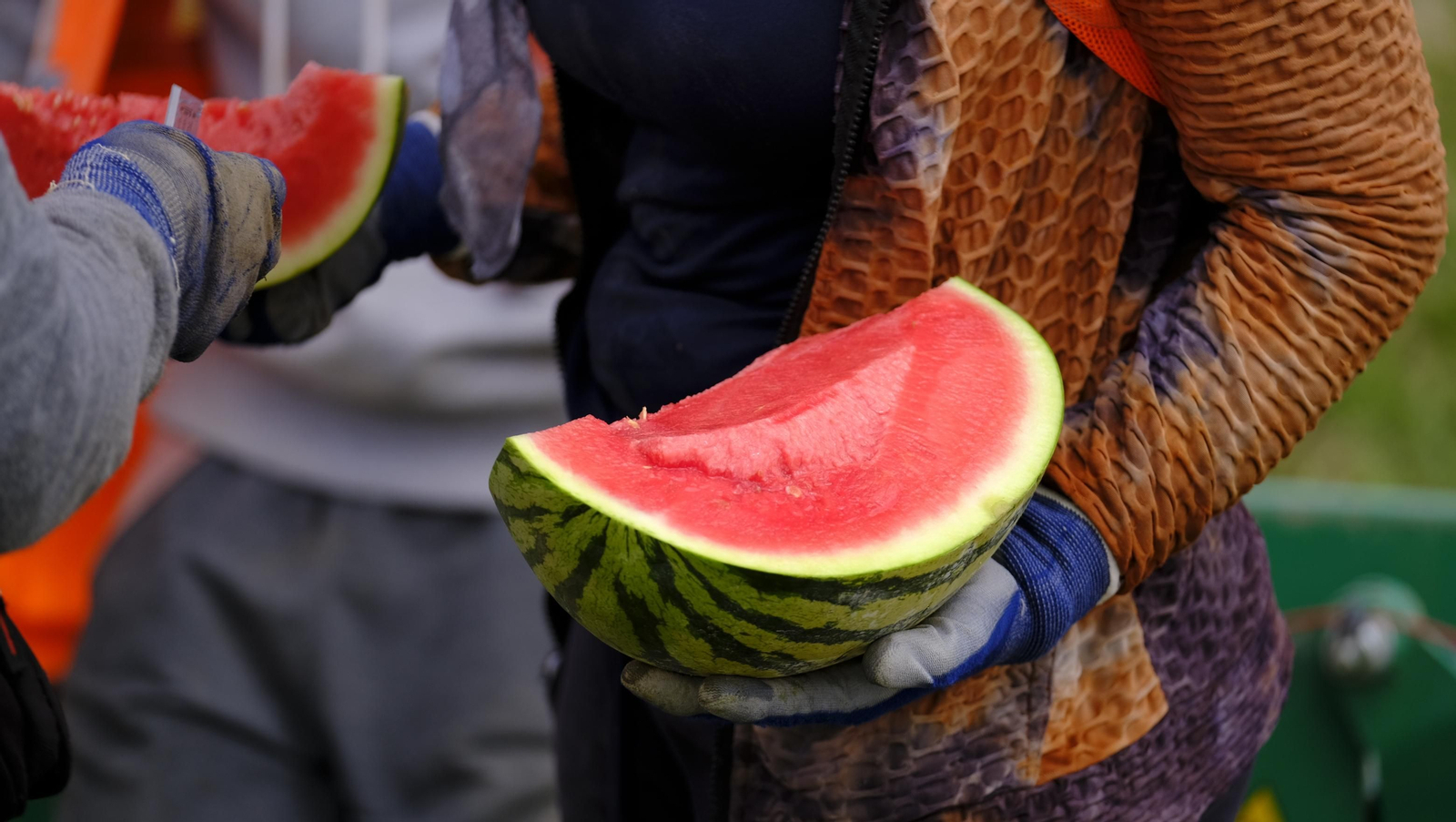 La sandía y el melón de Huércal Overa, manjares en imágenes