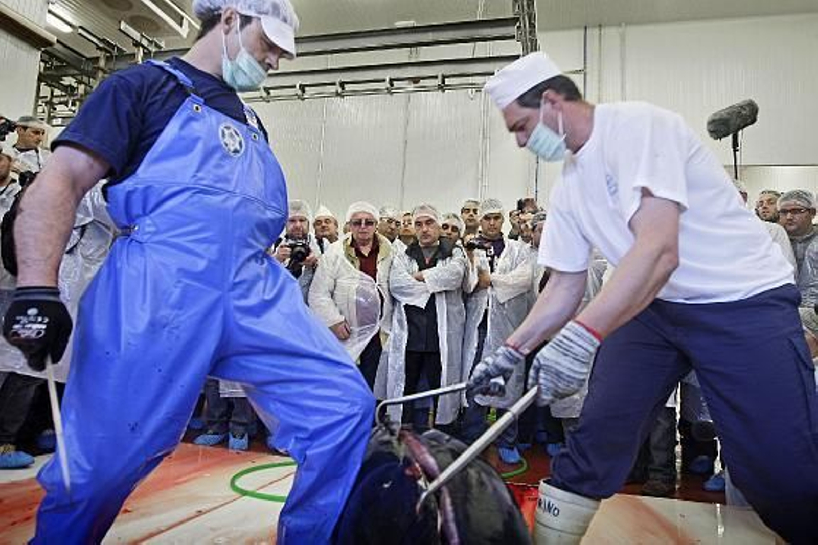 Cincuenta cocineros de elite asisten a la primera levantá en la almadraba de Barbate.

Foto: Julio Gonzalez