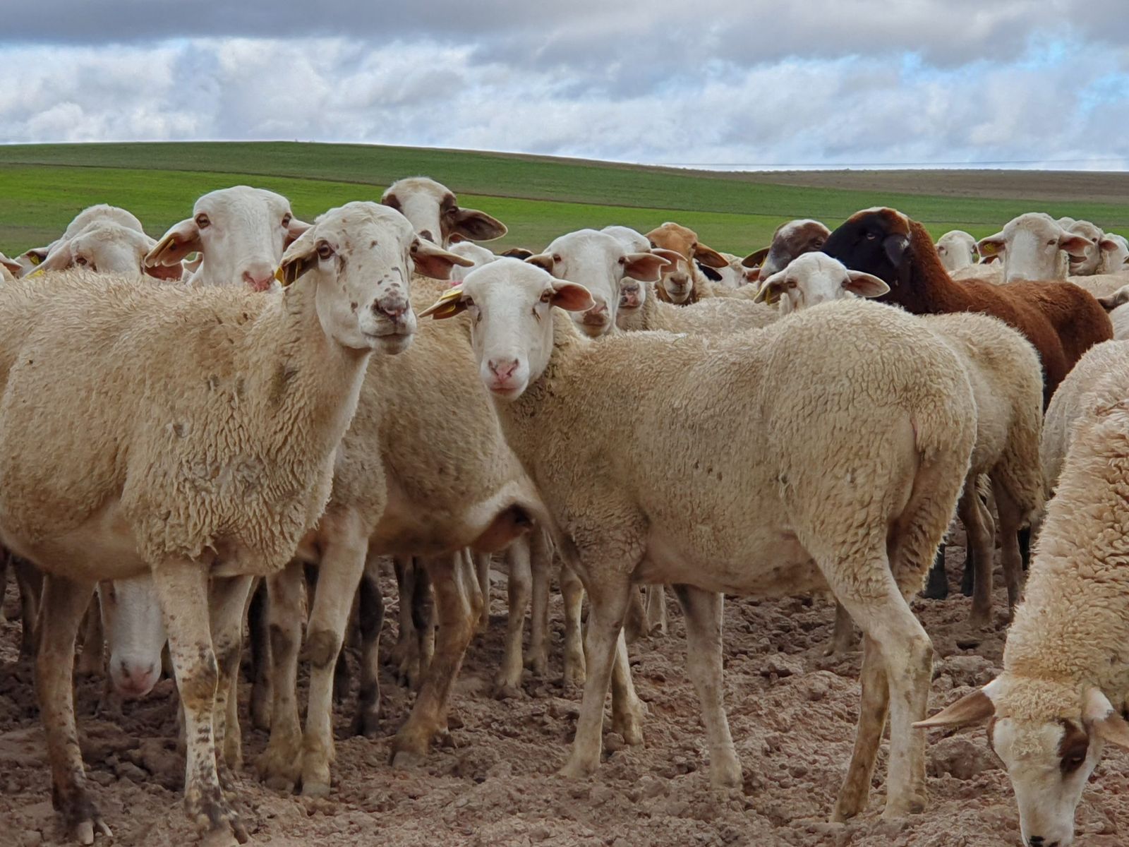 Explotación de carne de ovino.
