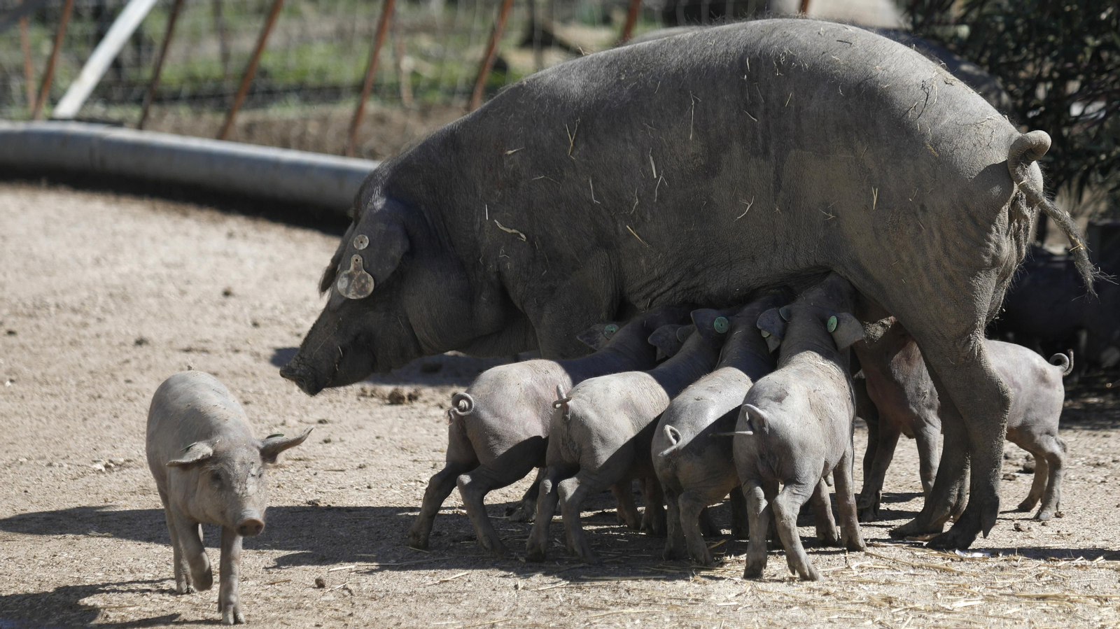 Las fotos de los cerdos 100% ibéricos que se crían en Tarifa