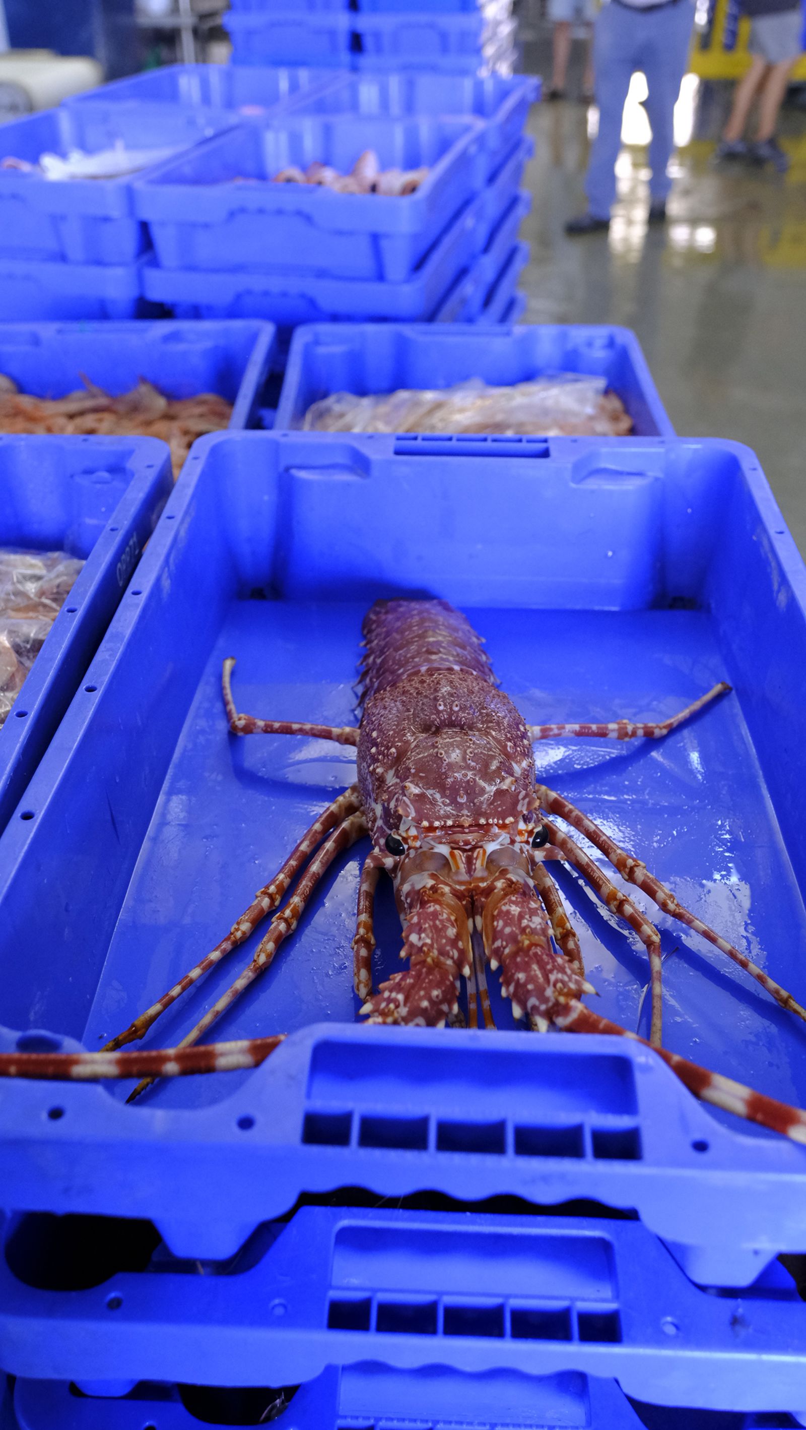Imágenes de la visita guiada a la Lonja del Puerto Pesquero de Almería