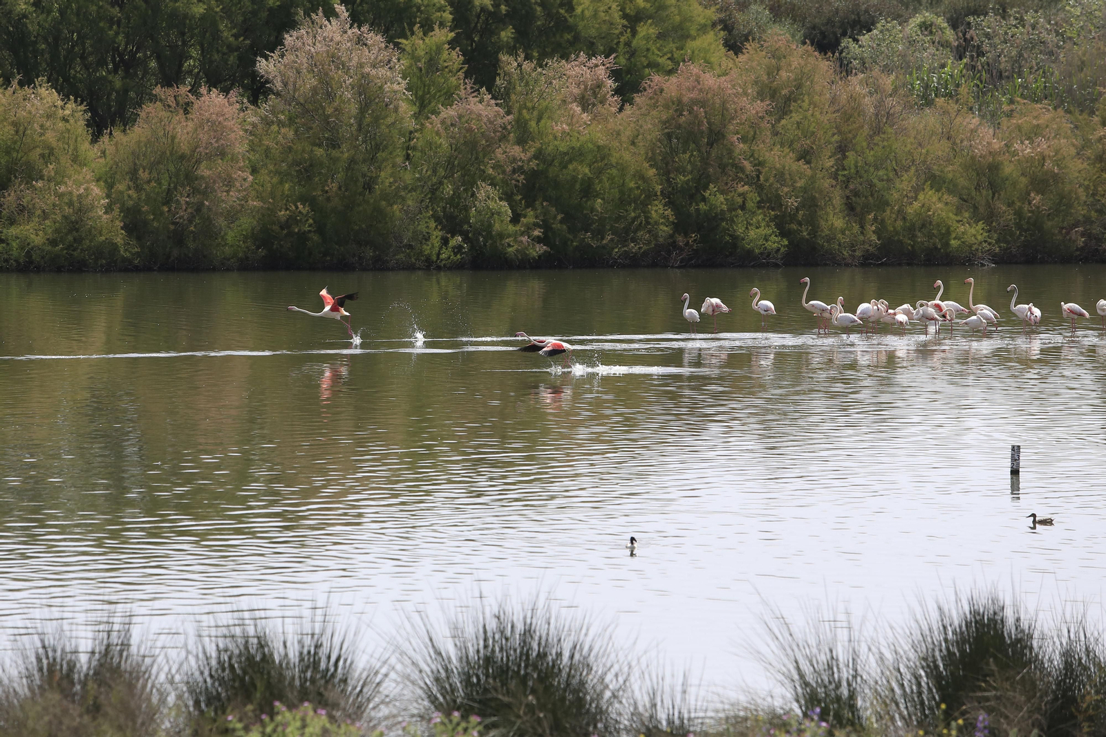 Los flamencos en la Laguna de Fuente de Piedra, en fotos