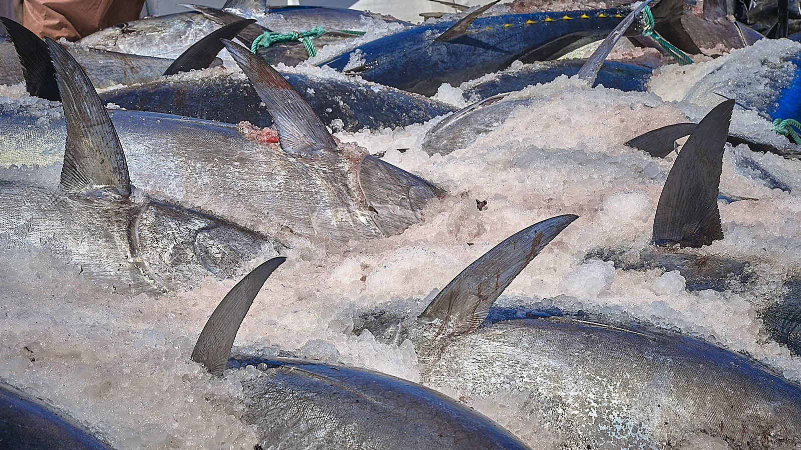 Almadraba de Barbate. Imágenes de la primera 'levantá' de atunes.