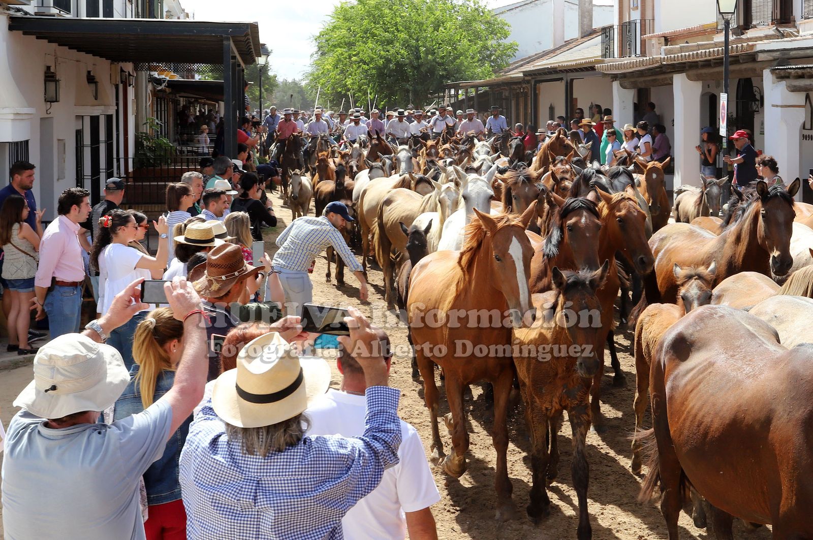 Imágenes de la saca de yeguas 2019