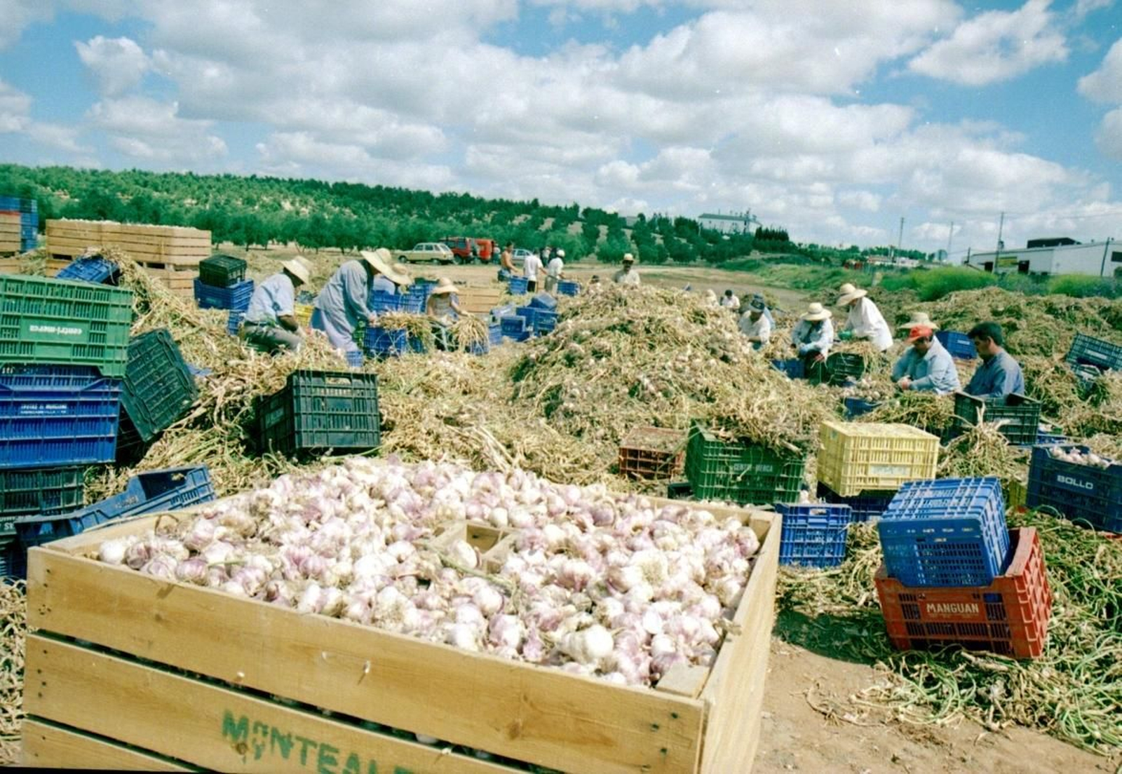 Un grupo de ajeros realiza labores de recolección en una finca de Montalbán.