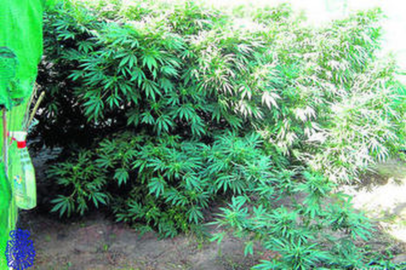 Imagen del invernadero, con las plantas de marihuana, descubierto por la Policía en Rota.