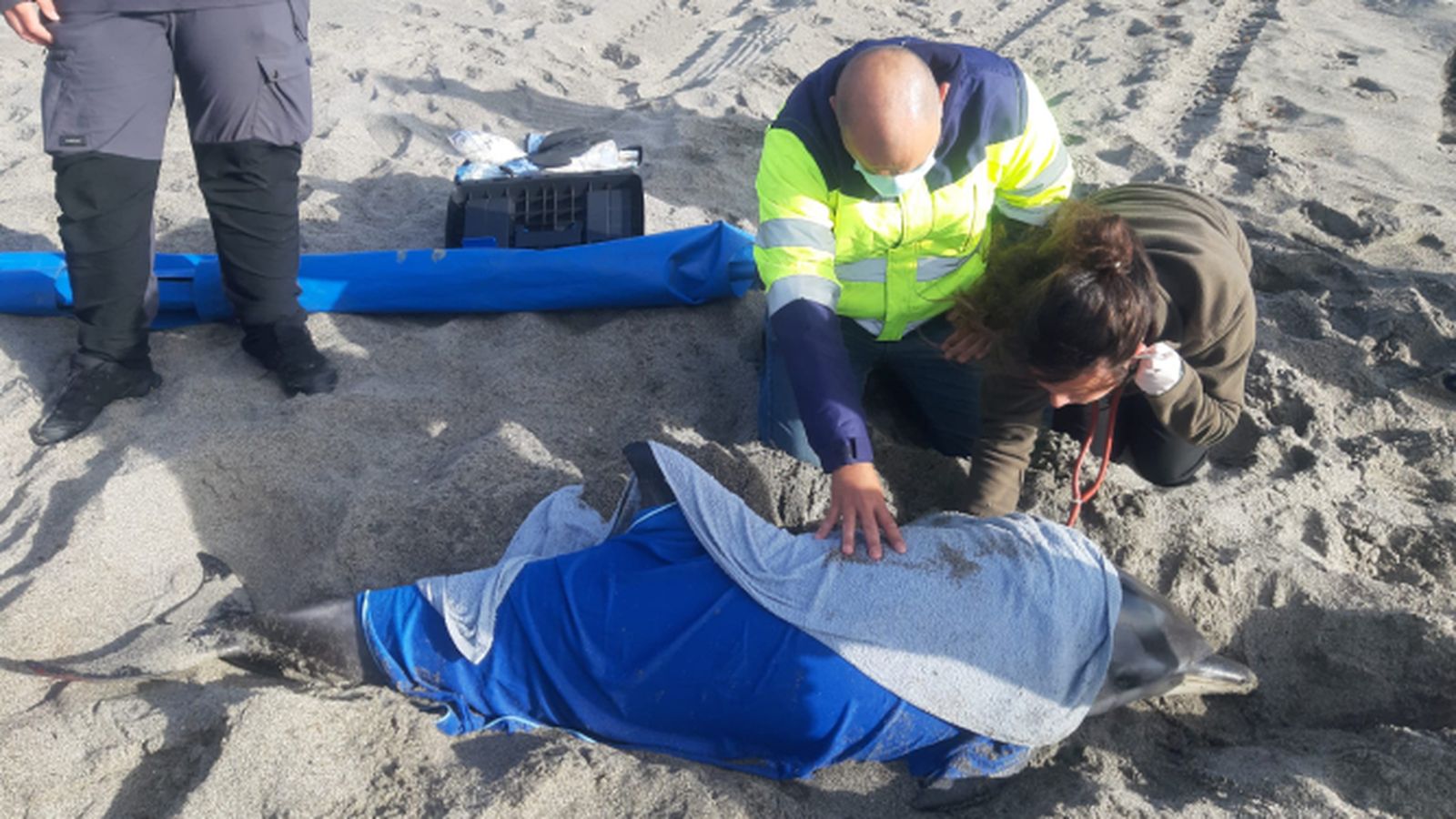 El delfín es atendido en la playa de Levante.