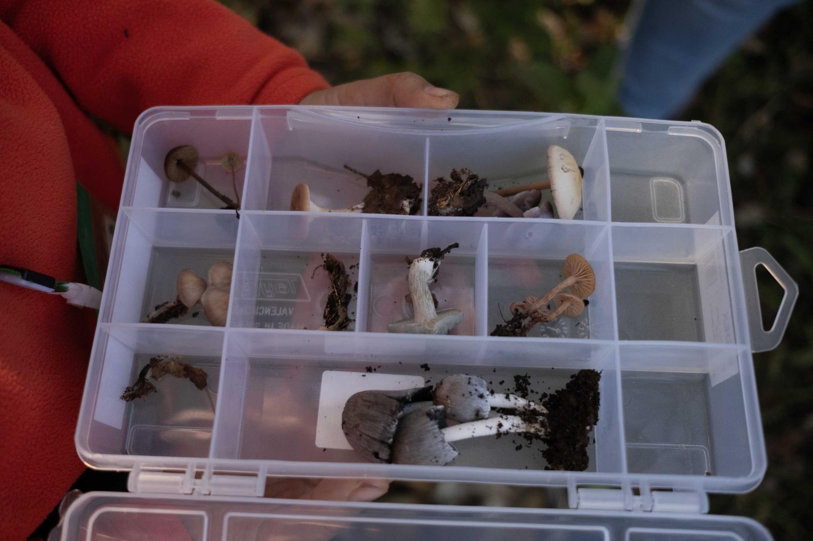 Jornadas micológicas de Cortes de la Frontera, en fotos