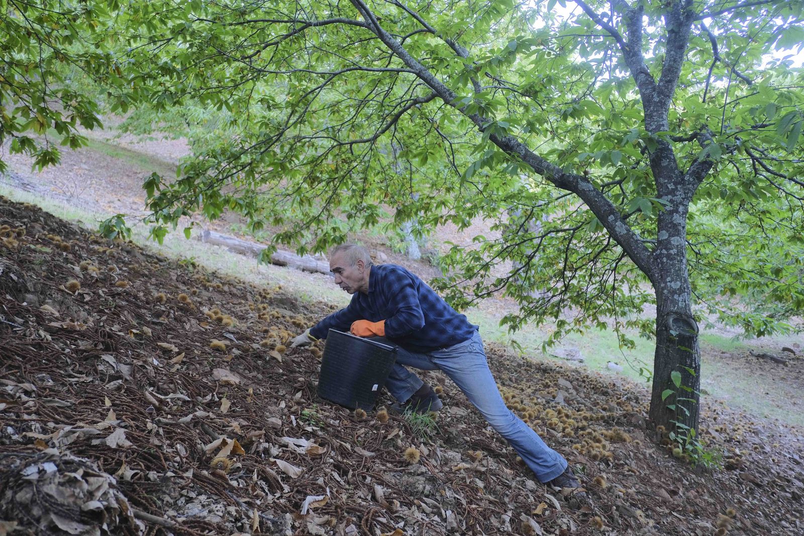 Cuadrillas en la recogida de castañas en el Valle del Genal