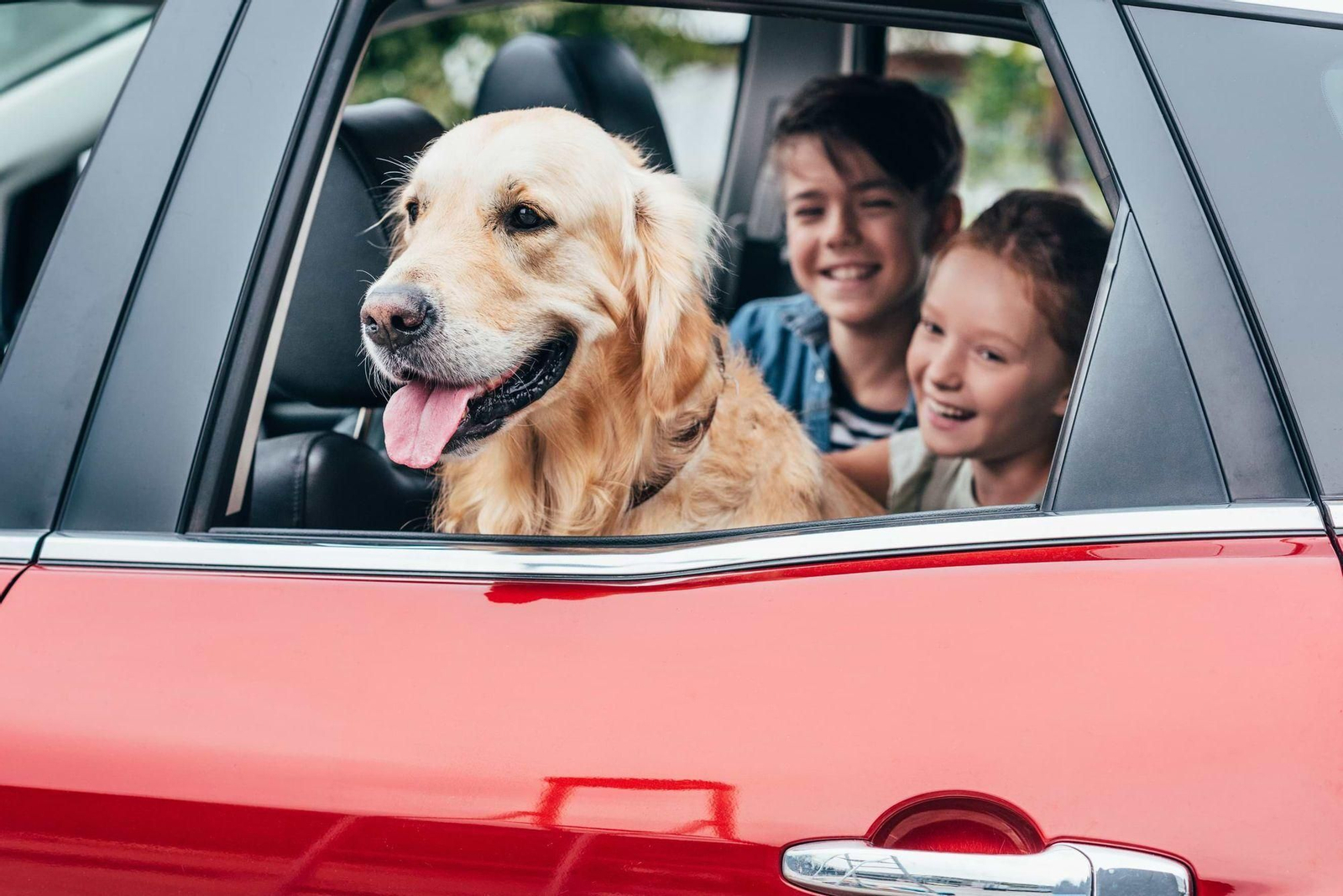 Estos son los españoles que prefieren viajar con sus animales Estos son los españoles que prefieren viajar con sus animales