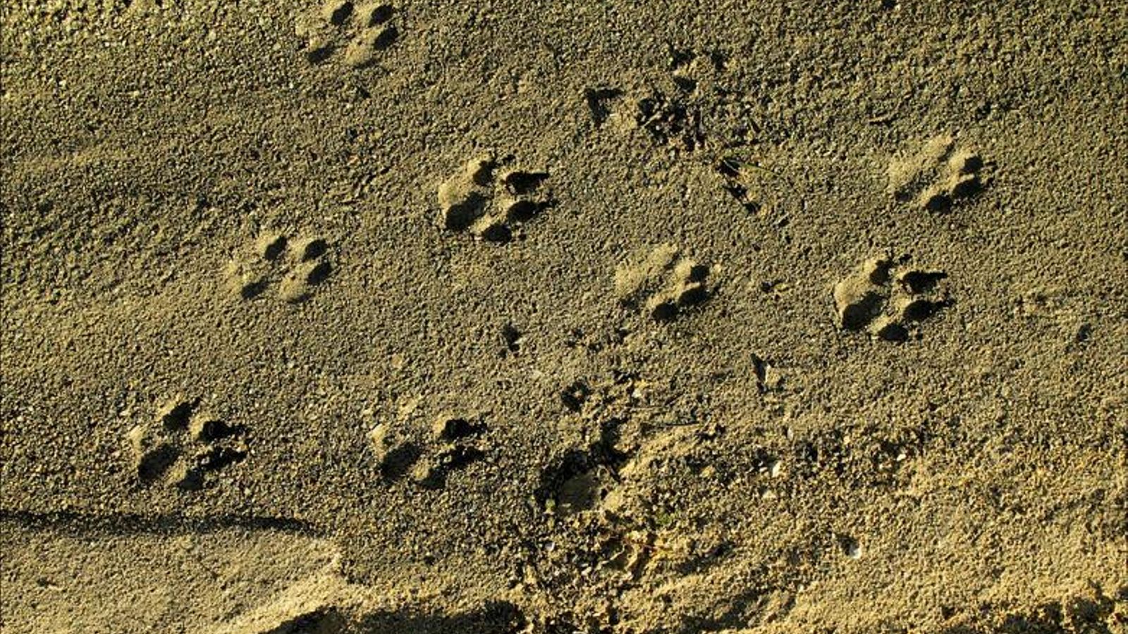 Caminando, observas grietas misteriosas en arcenes, alborotadas por pezuñas de animales.