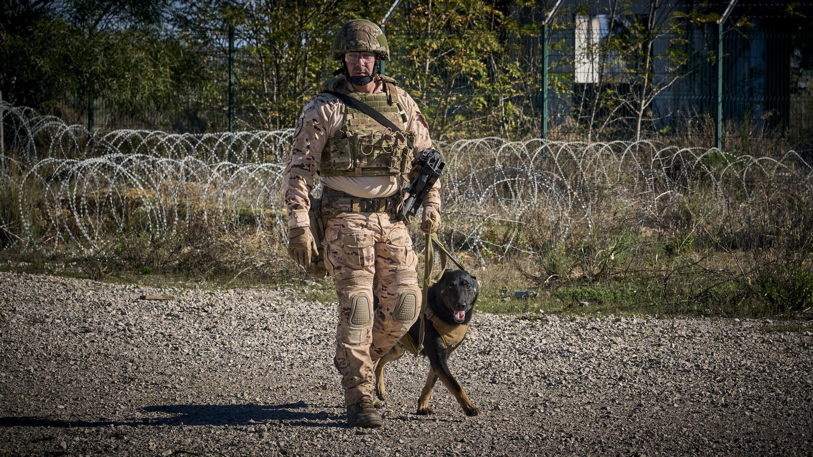 Maniobras Canex con unidades caninas de las Fuerzas Armadas, Policía y Guardia Civil