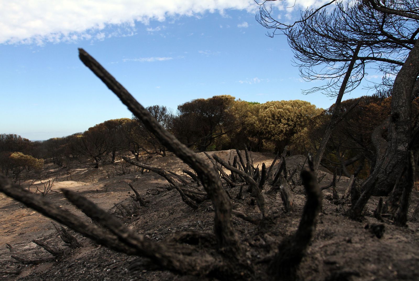 Imágenes de las consecuencias del incendio de Moguer