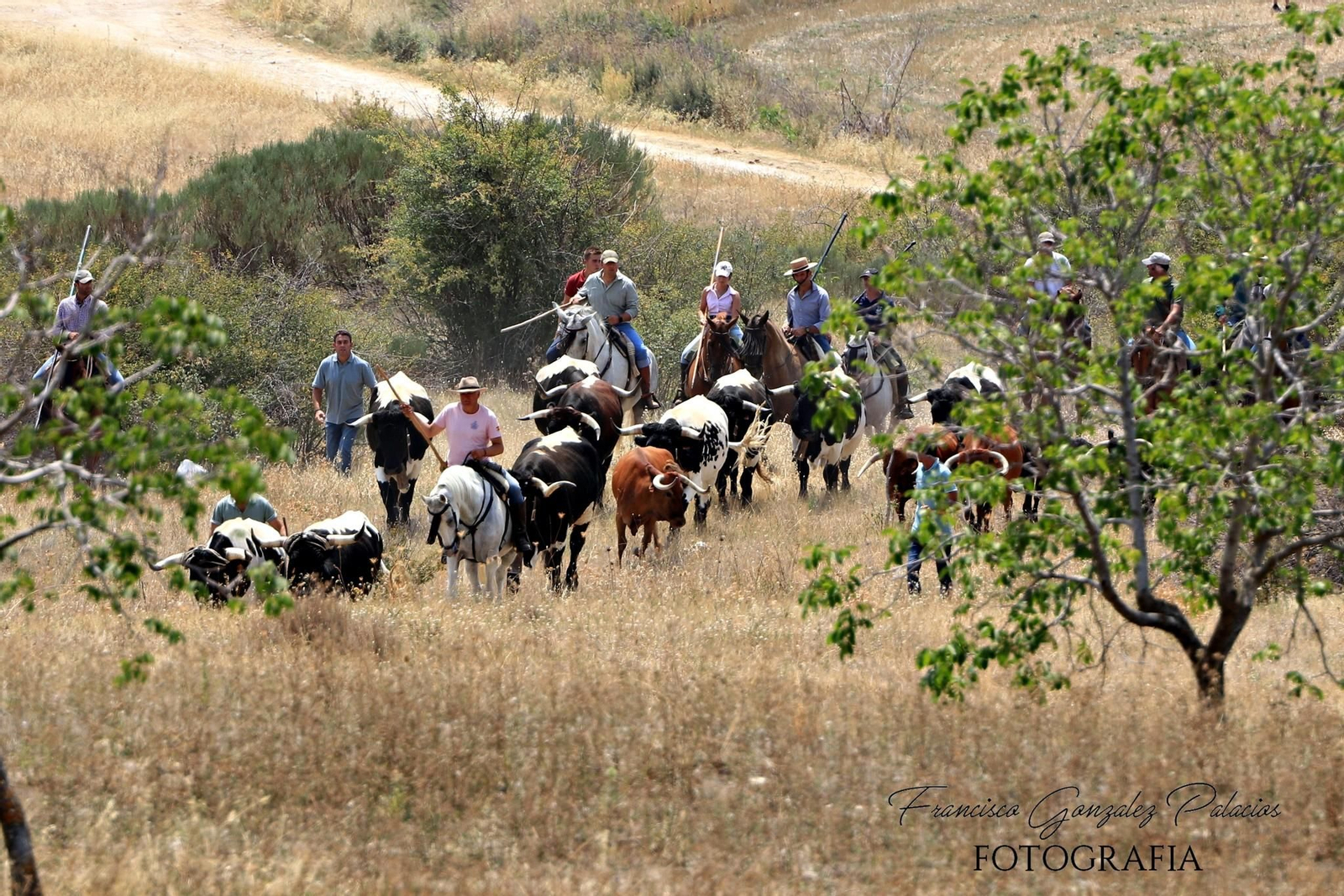 Saltos y fintas de vértigo en los encierros de Santiago de la Espada, en imágenes