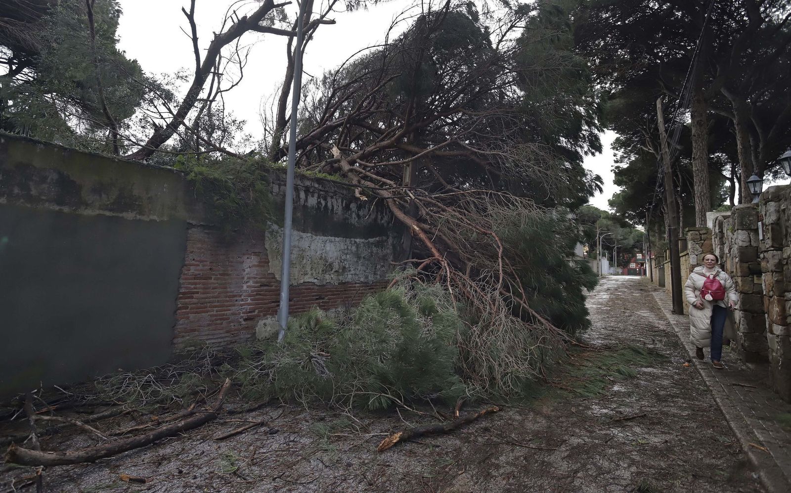 24 horas sin electricidad en la urbanización Los Pinos por árboles caídos tras la borrasca Kristin, en imágenes