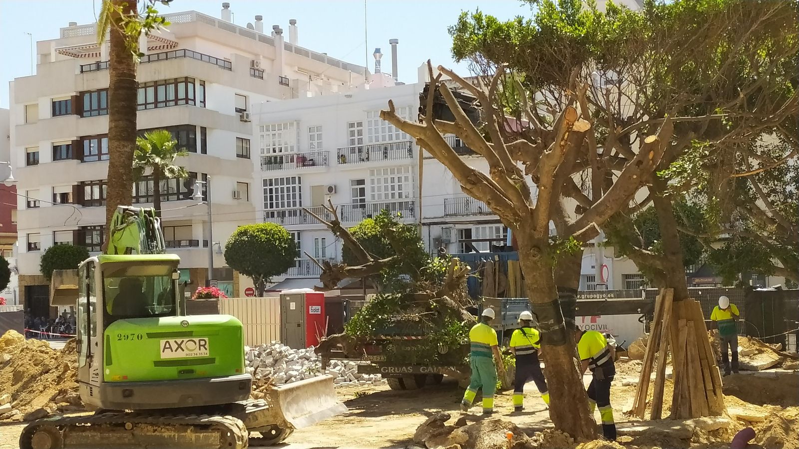 Retirada de uno de los ejemplares de los laureles de indias (ficus microcarpa o retusa) que flanquean la plaza del Rey.