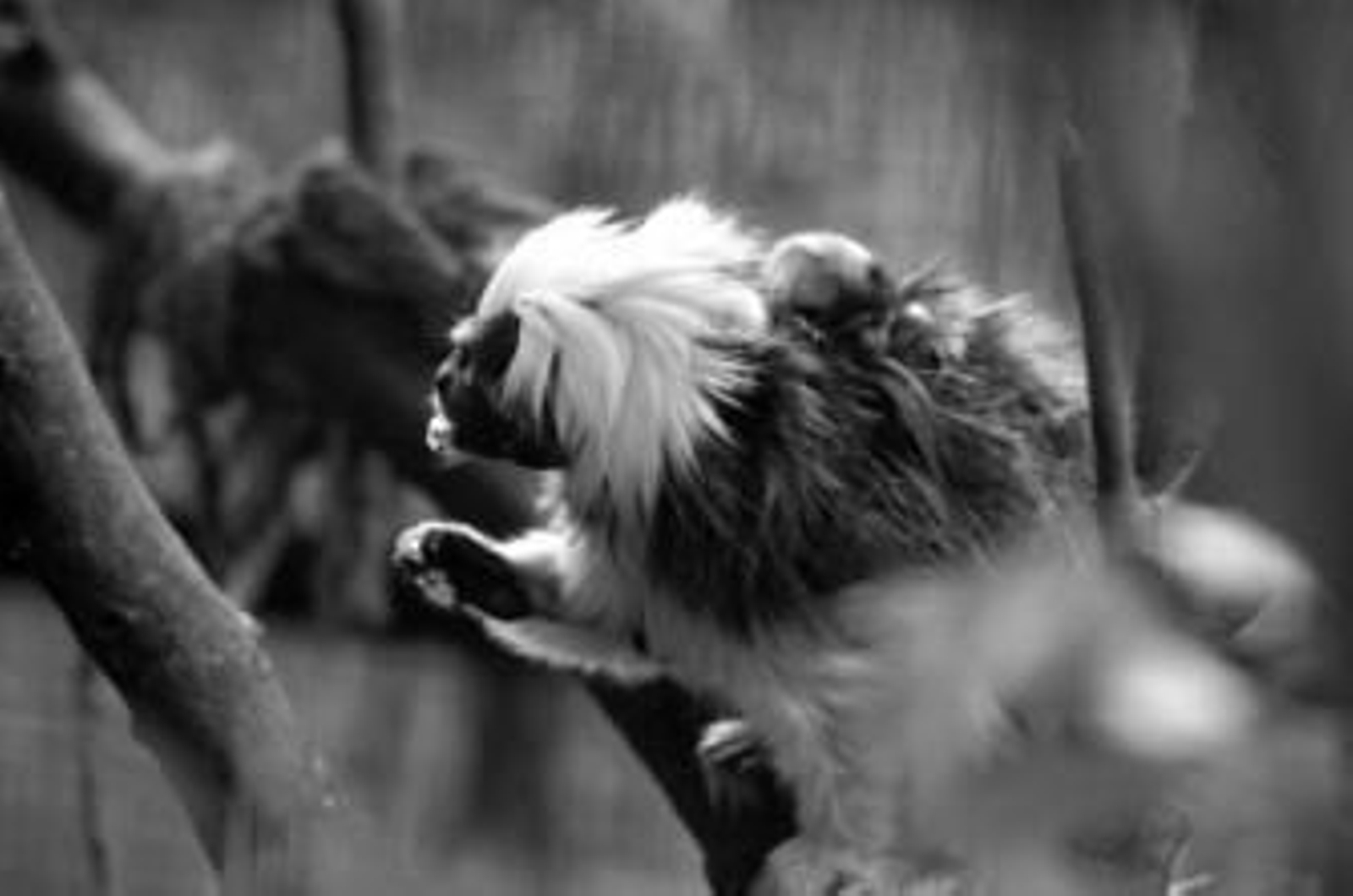 Uno de los nuevos ejemplares de mono tamarín descansa sobre uno de sus progenitores.