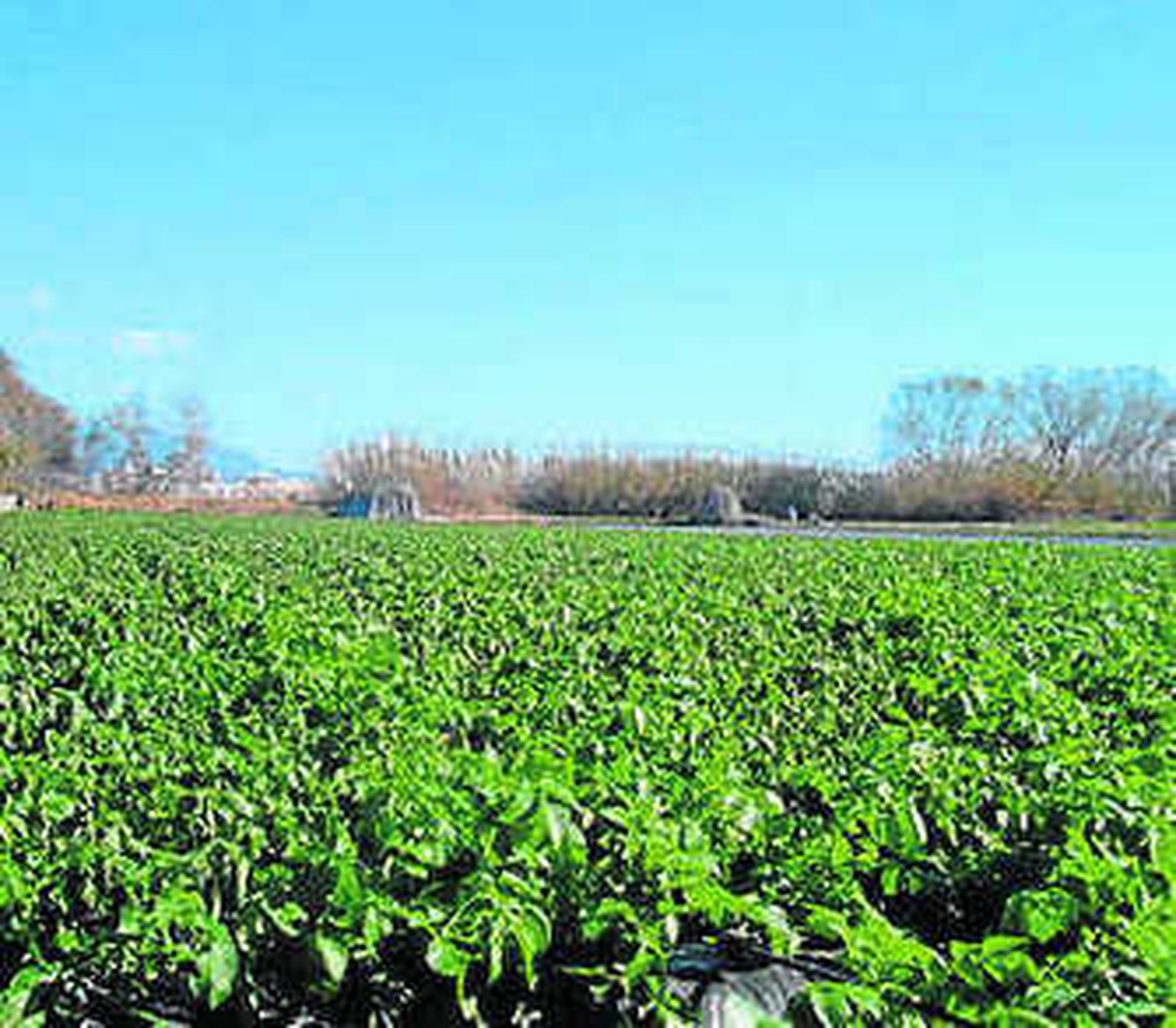 Un campo de patatas.