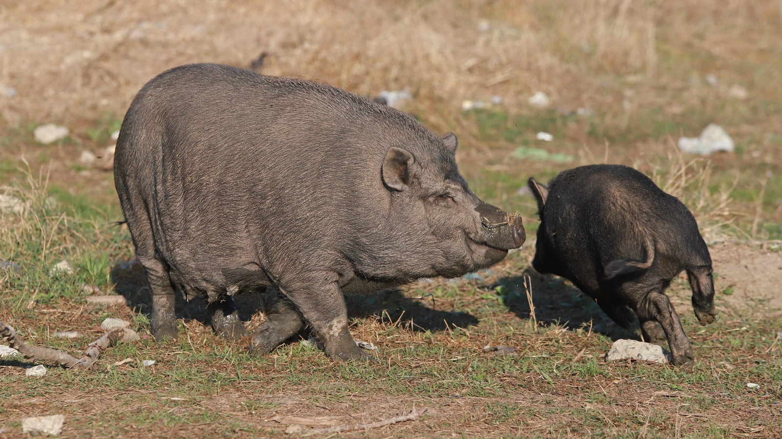 Cerdos vietnamitas en la barriada de Los Pastores