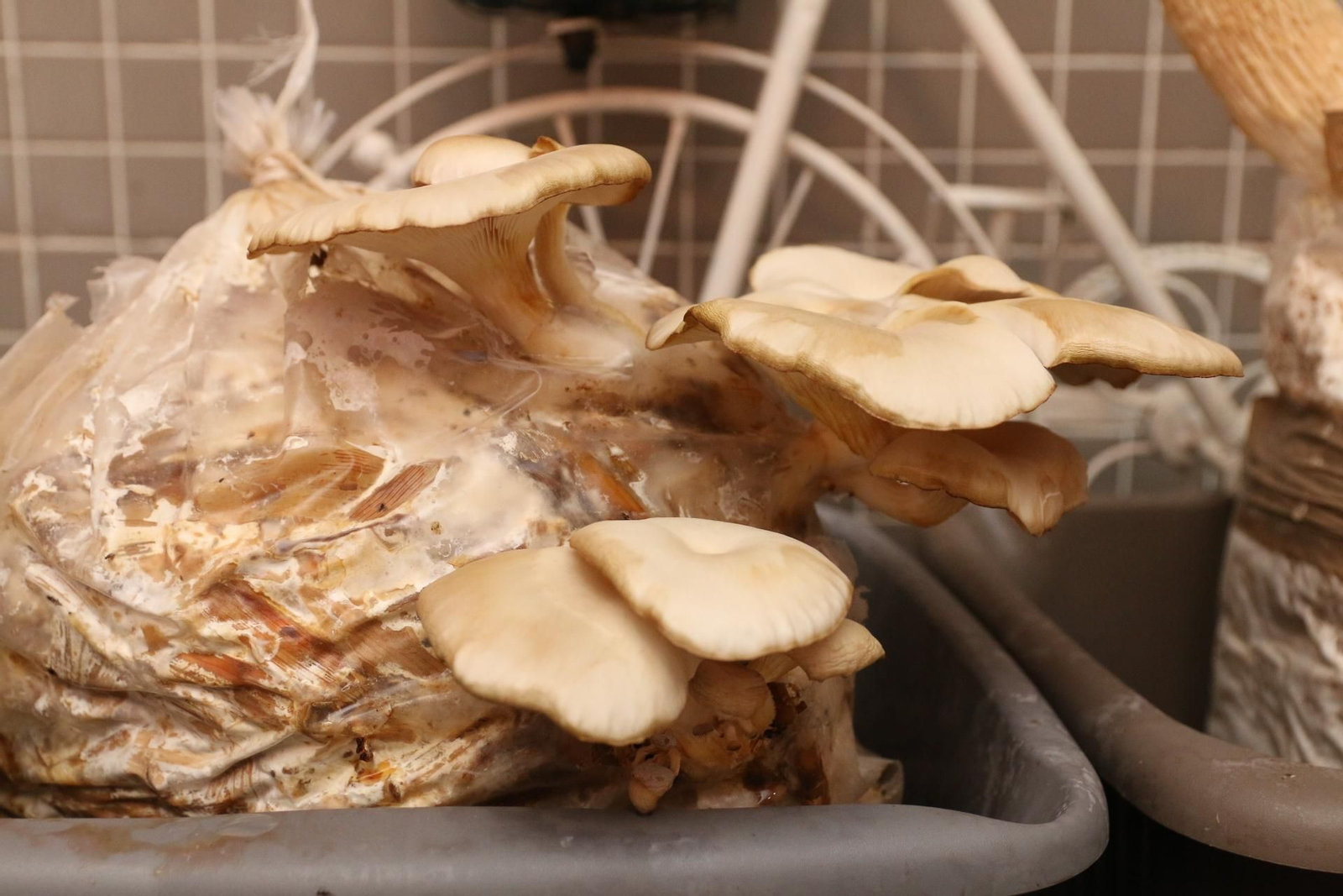 Fotogalería del Reino de las Setas