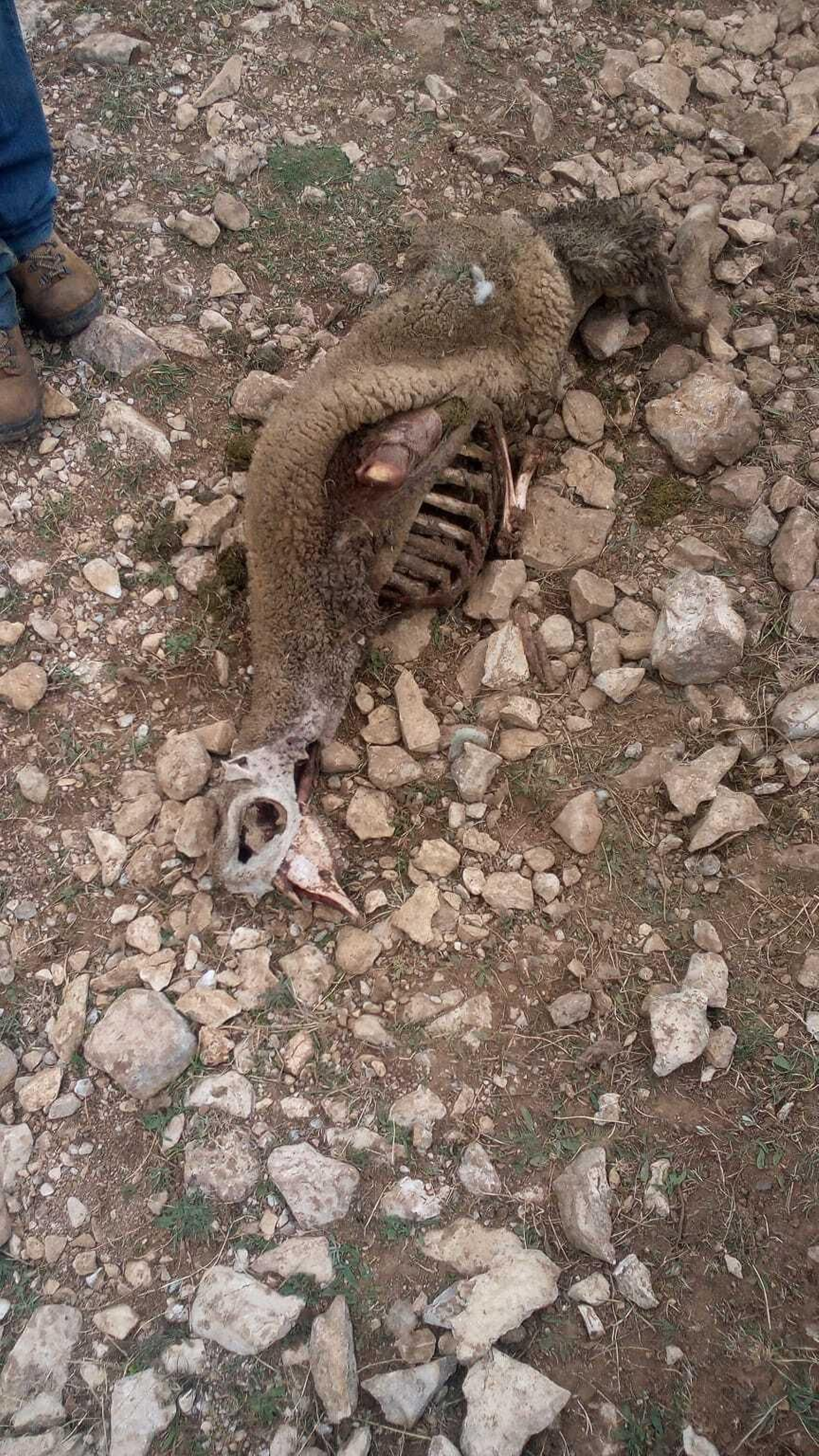 Restos de uno de los animales muertos.