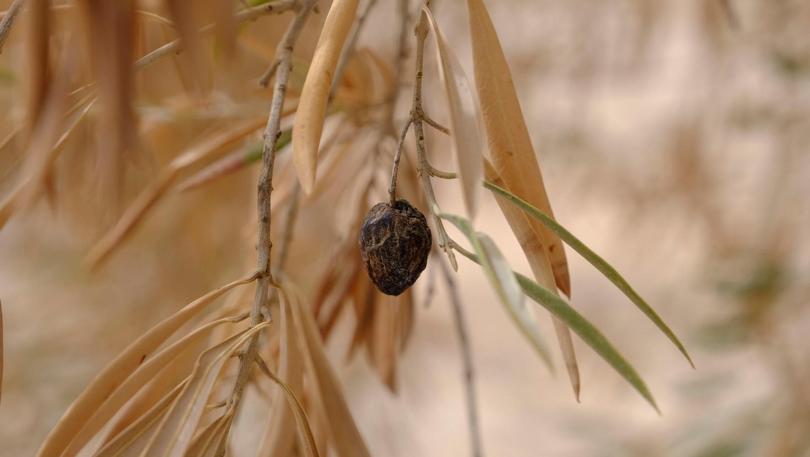 FINANZAS-ECONOMÍA-AGRI (8409973).jpg