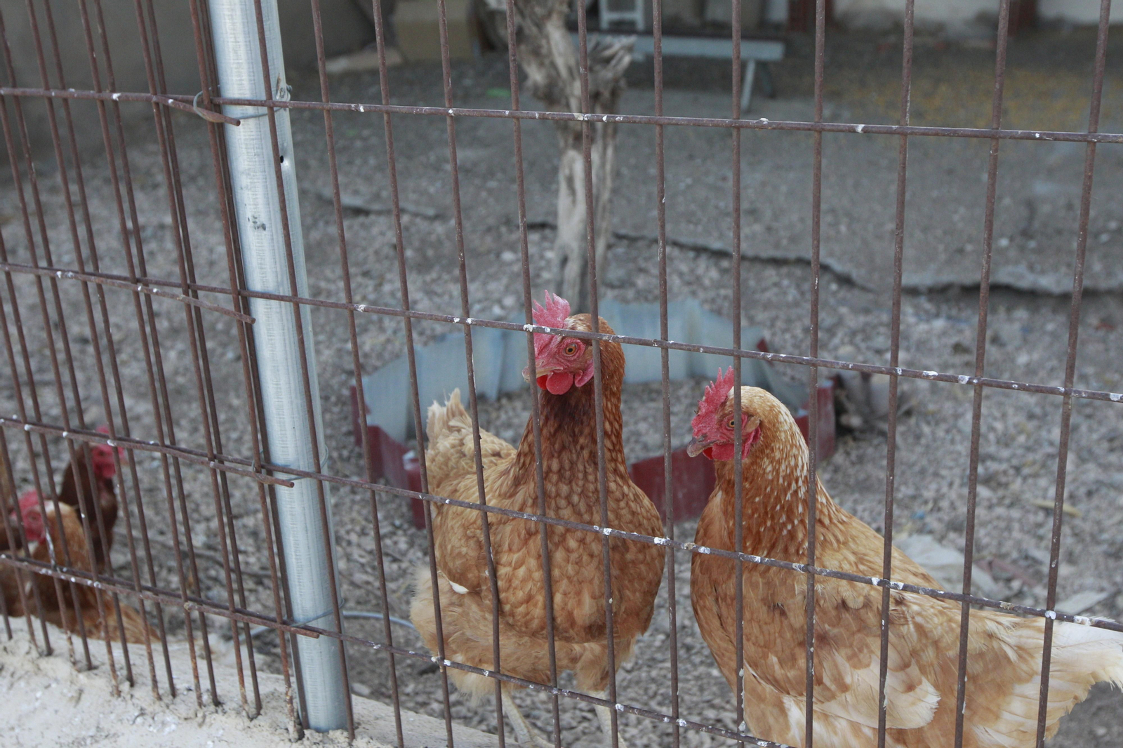 Cati Guirao, una ganadera hecha a sí misma, en imágenes