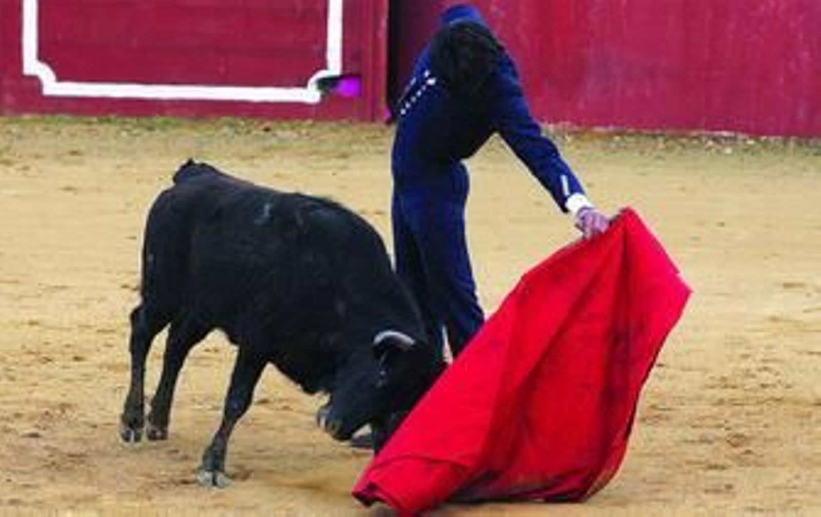 El diestro Salvador Barberán toreando al natural a una entregada vaca de Gavira durante el tentadero en el Soto de Roma.