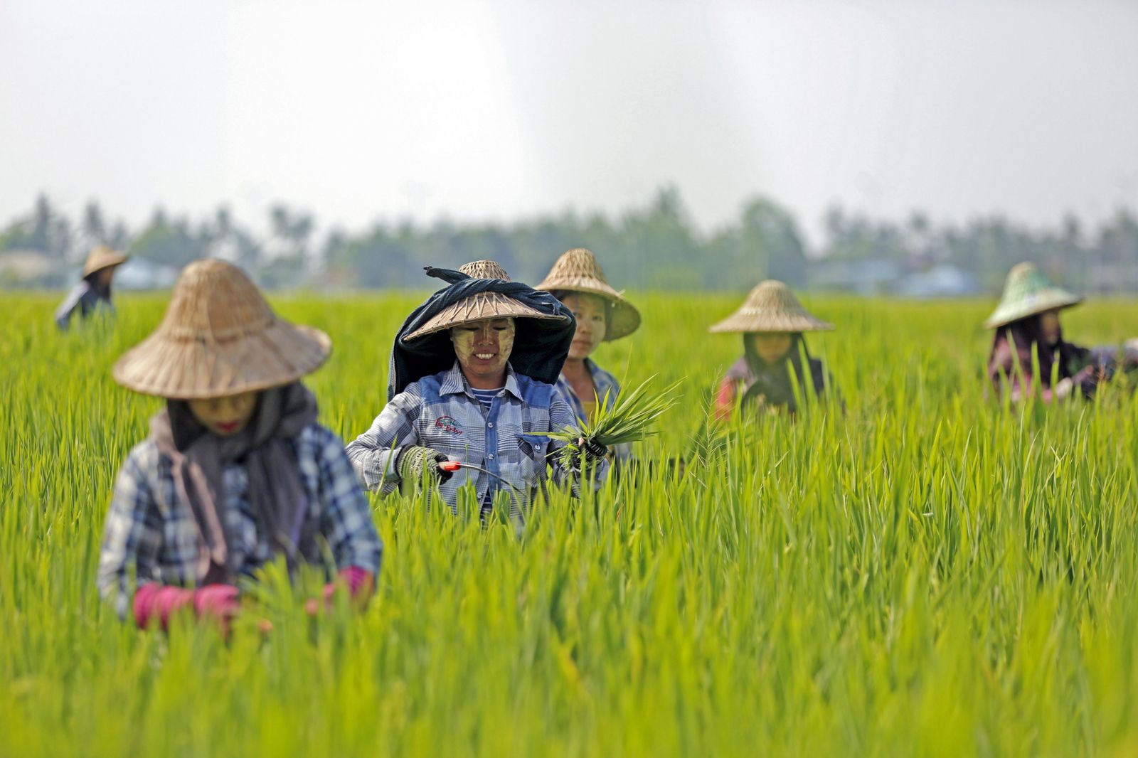 Campo de arroz de Birmania.