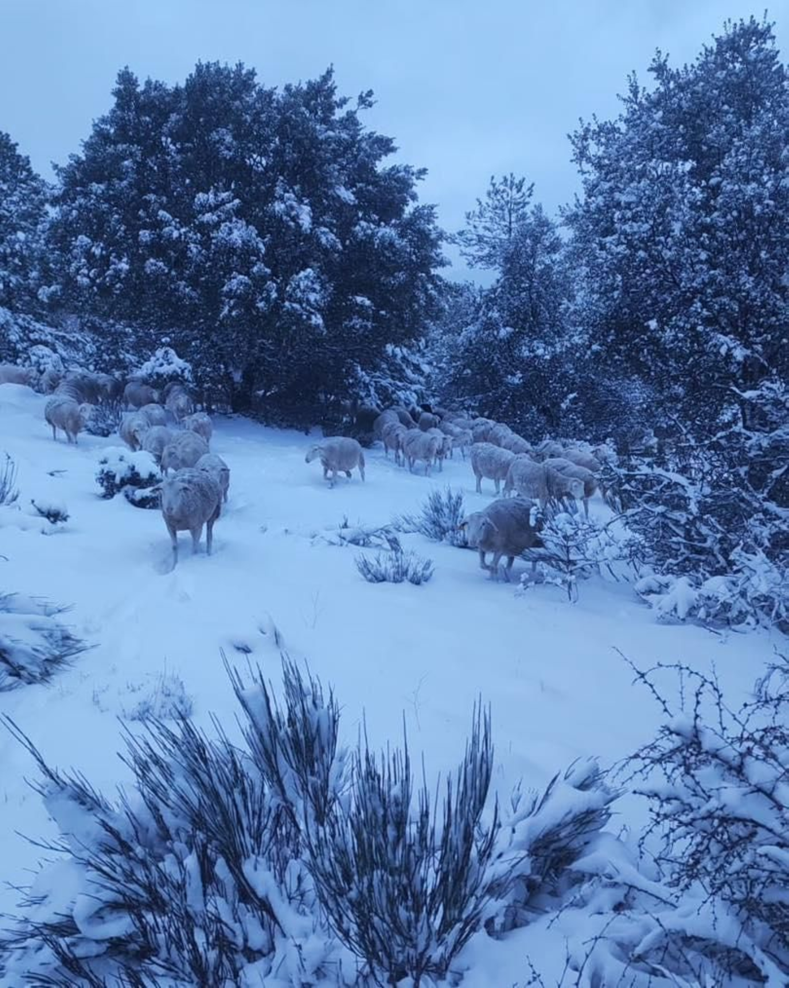 La nieve llega hasta las zonas más altas de la sierra jiennense, en imágenes