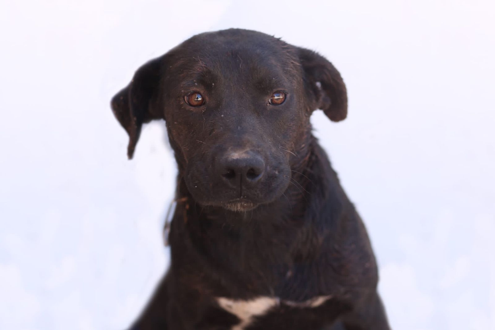 Negrita, la perrita que adora las caricias