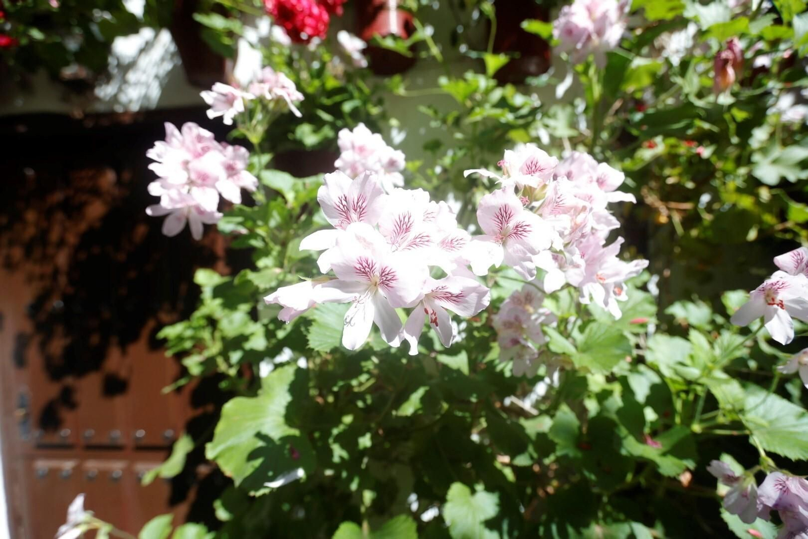 Las mejores imágenes del primer día de Patios en Córdoba