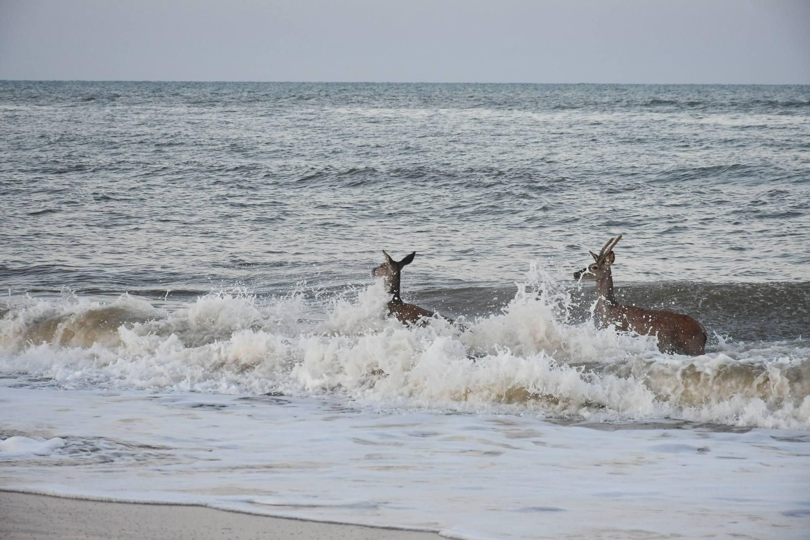 Las espectáculares imágenes de unos ciervos bañándose en la playa de Los Palos, en el Parque Nacional de Doñana