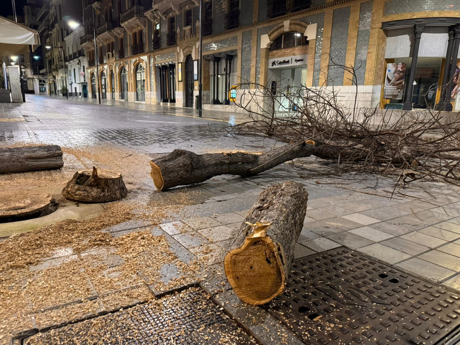 Adiós a los árboles de la Plaza de las Monjas: los talan para facilitar el montaje de palcos de Semana Santa