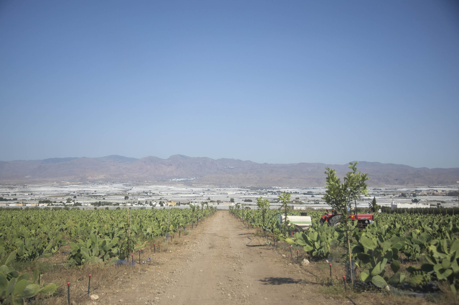 Plantación de chumbos de Níjar