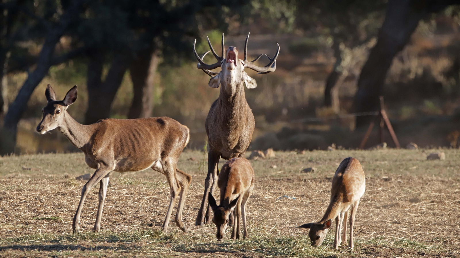 Fotos de la berrea en el Parque Natural de Los Alcornocales