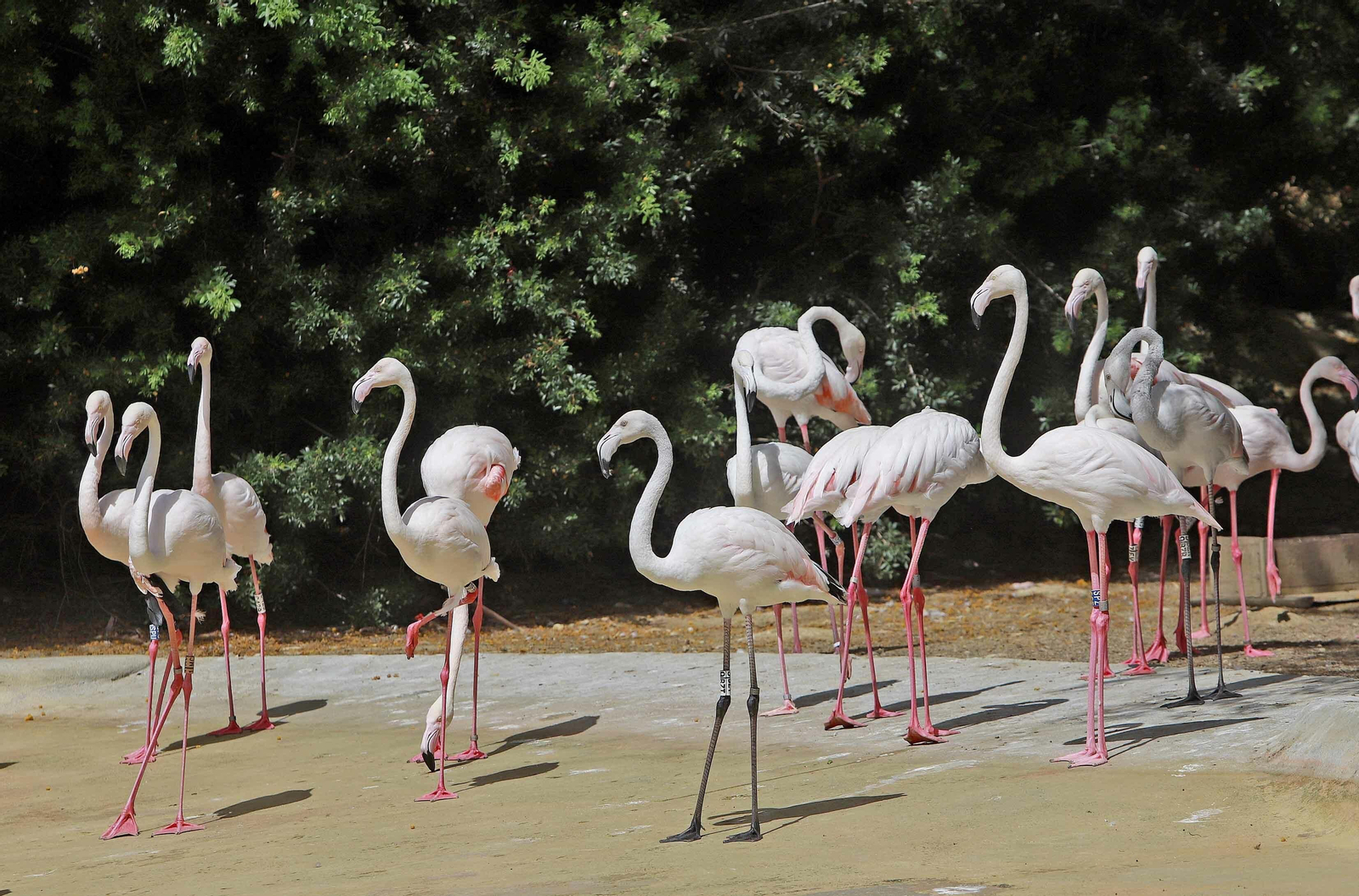 Los bebés del Zoobotánico de Jerez