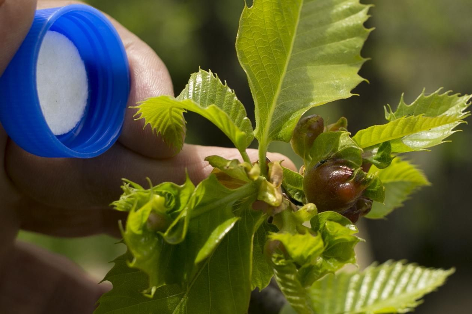 Suelta de nuevos 'torymus sinensis' en Parauta sobre castaños infectados