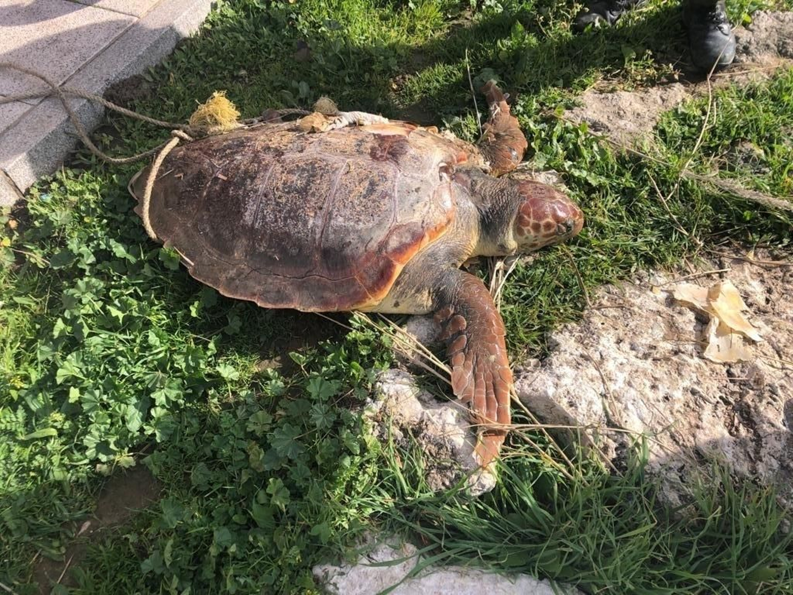 Tortuga boba hallada muerta en el río Palmones