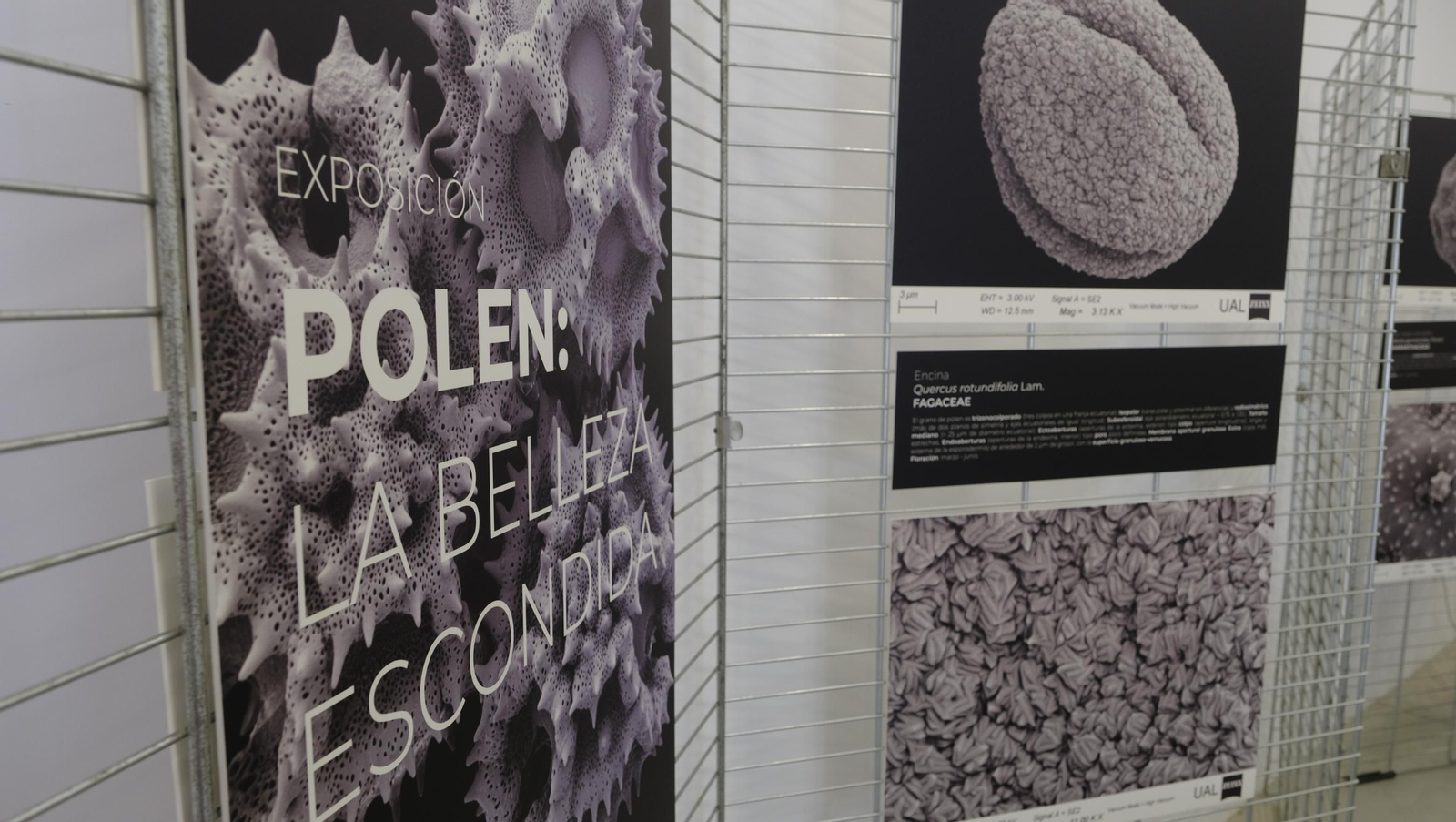 Descubre en estas fotos las maravillas que esconde el Pabellón de Historia Natural de la UAL