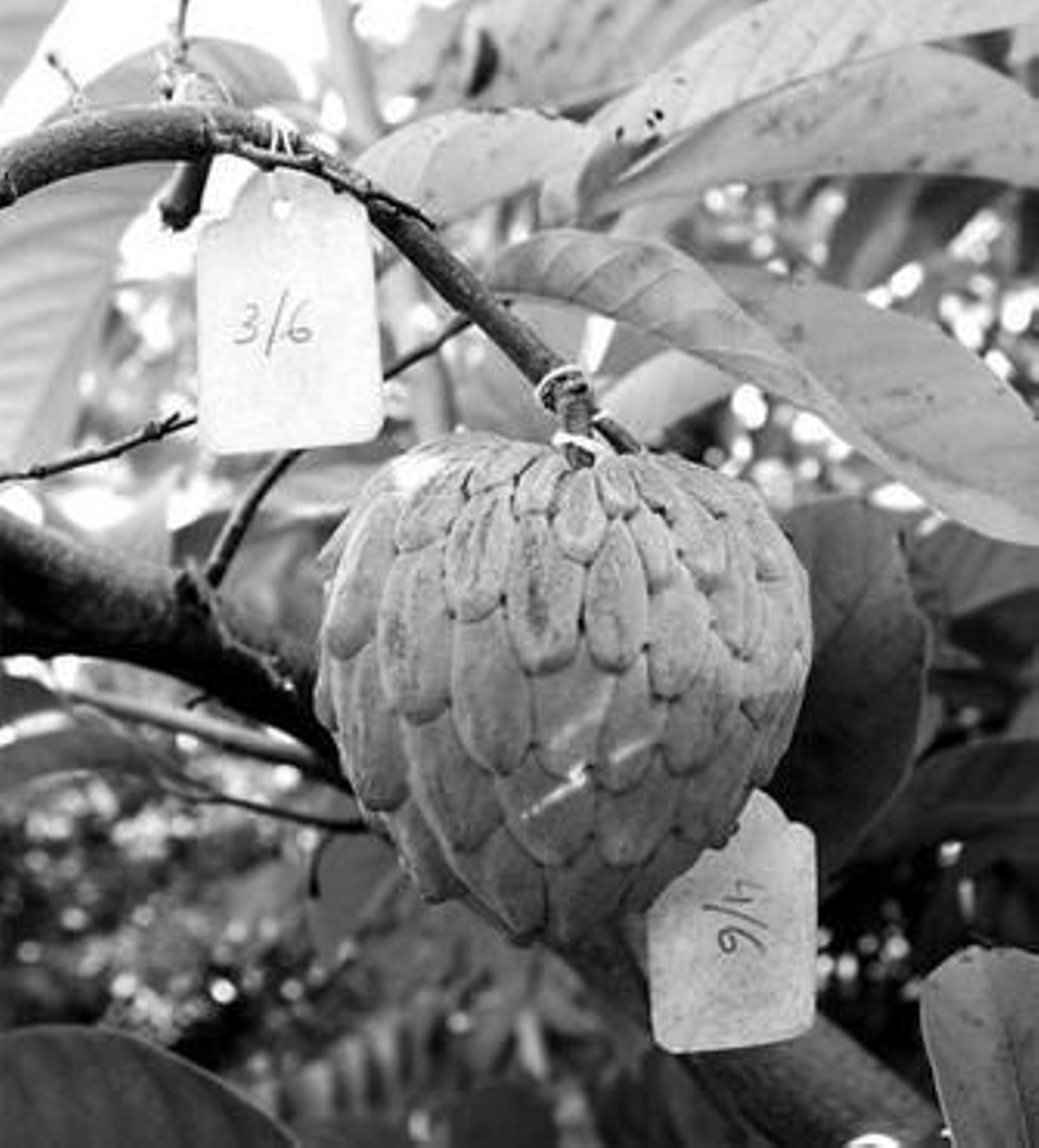 Chirimoyas sin semillas