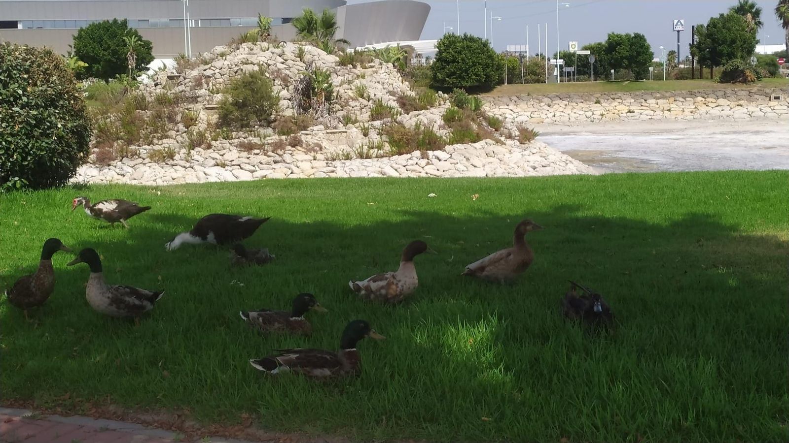 Los patos y ánsares domésticos no han podido emigrar como otras aves silvestres cuando se secó el embalse.