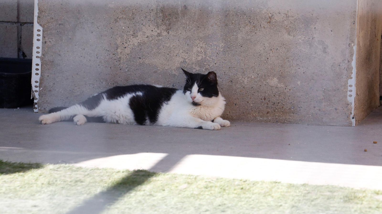 Uno de los gatos del Servicio de Bienestar Animal. Uno de los gatos del Servicio de Bienestar Animal.