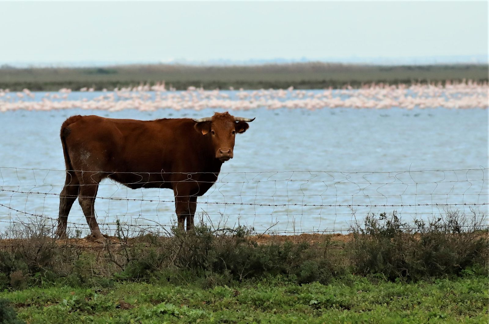 Las imágenes de la  exposición de Carlos Romero sobre la vida silvestre en Veta La Palma.