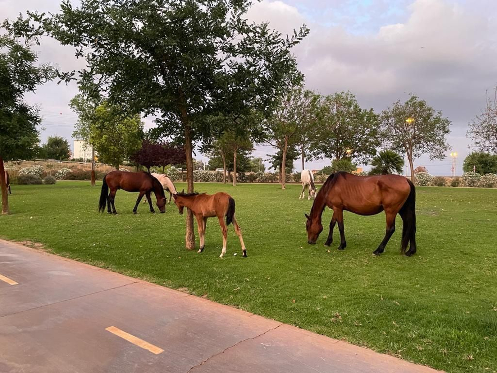 Caballos sueltos en el parque Vega de Triana de Sevilla