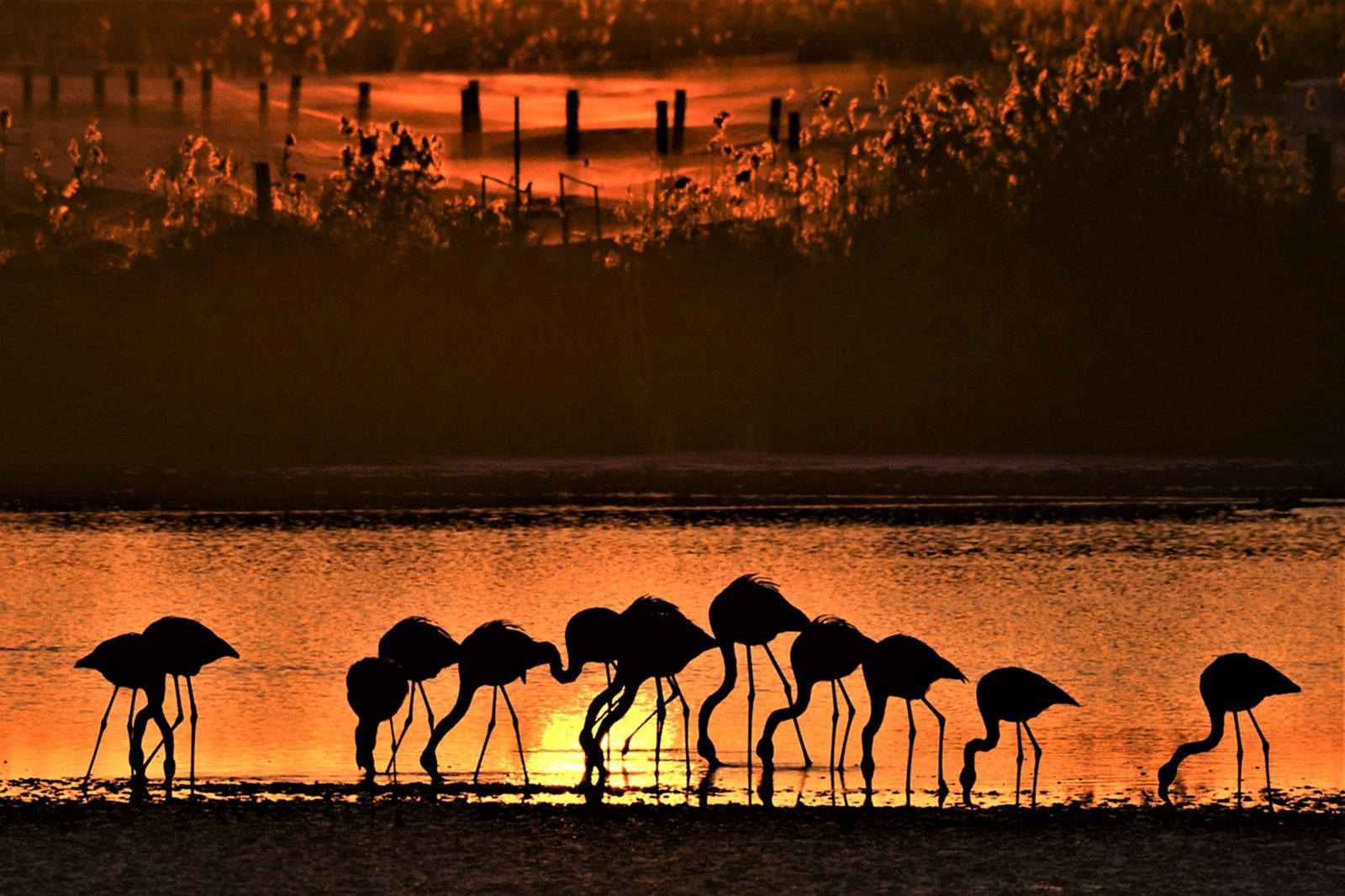 Las imágenes de la  exposición de Carlos Romero sobre la vida silvestre en Veta La Palma.