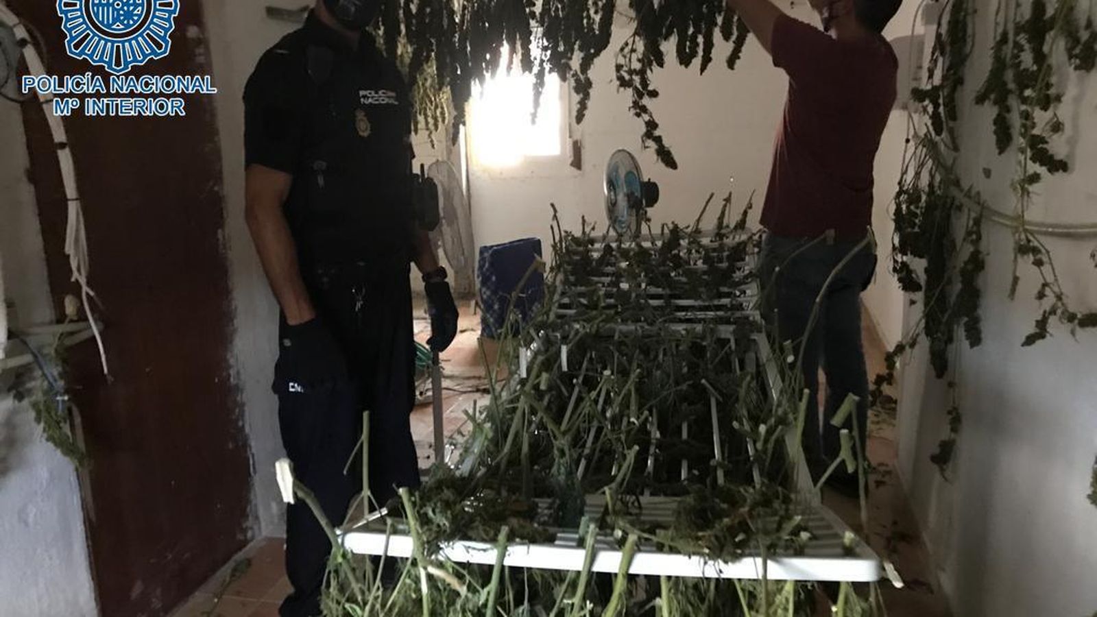 La marihuana en proceso de secado que fue hallada en Hermano Pablo.