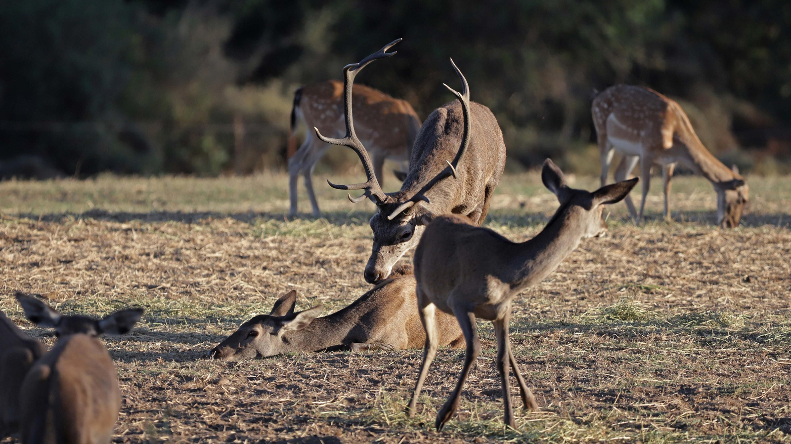 Fotos de la berrea en el Parque Natural de Los Alcornocales