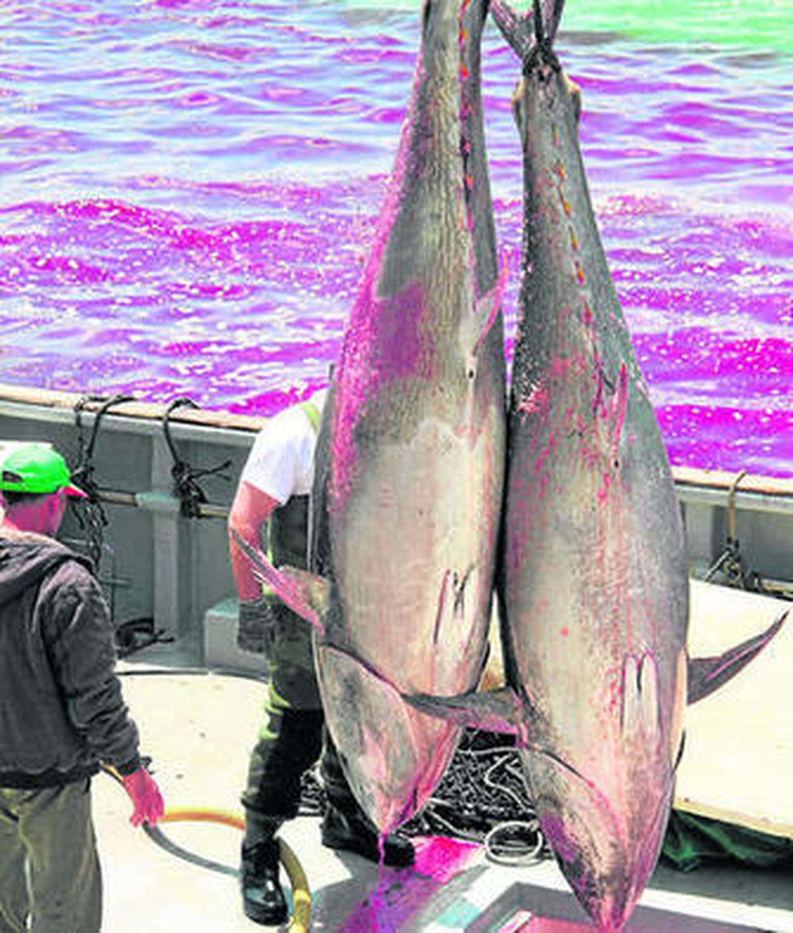 Atunes capturados en las almadrabas gaditanas.