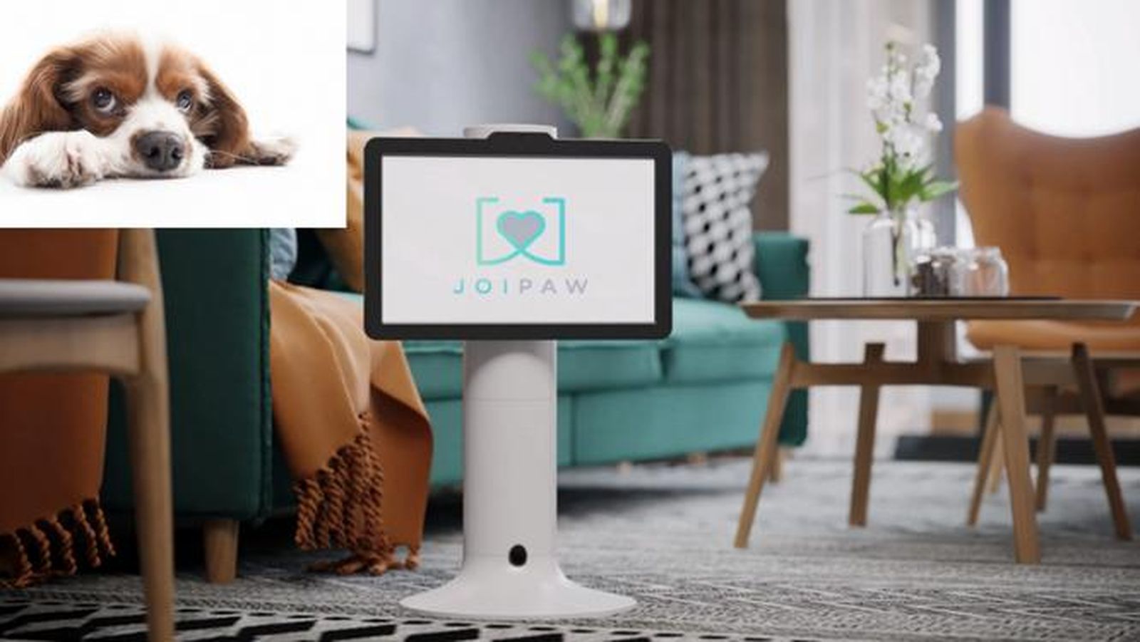 Crean un videojuego para perros busca encontrar enfermedades cognitivas en animales